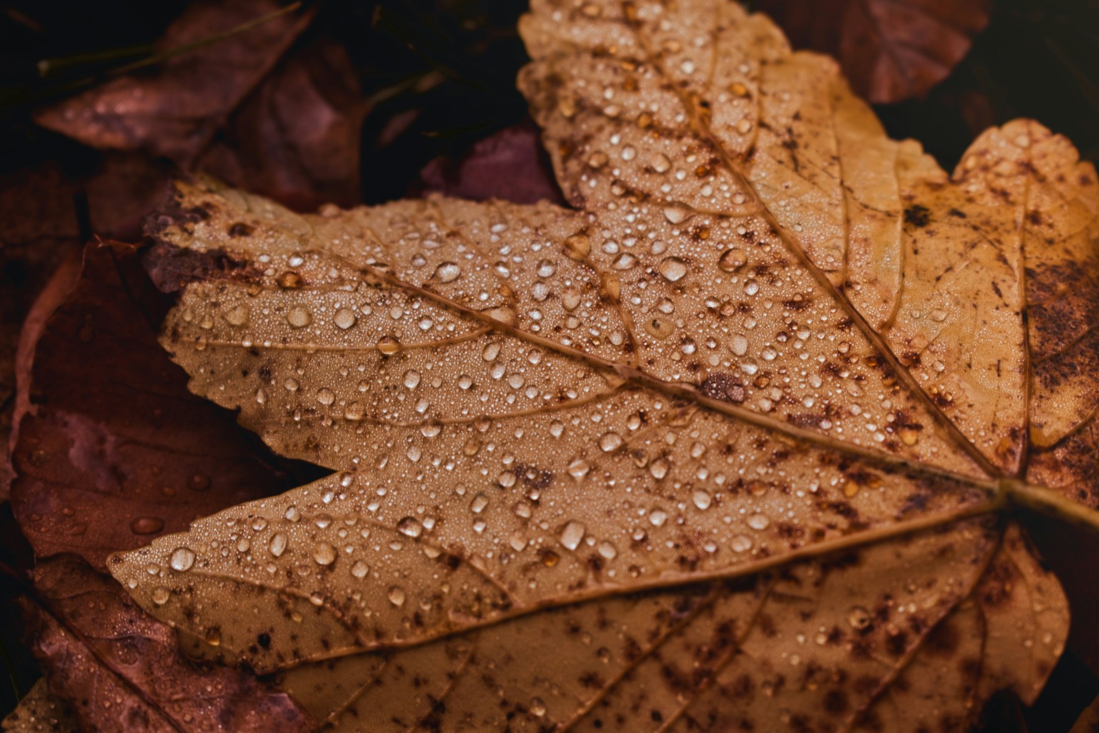 Hello November | A Monthly Reset